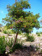 vergr&ouml;&szlig;ern &middot; enlarge &middot; agrandi